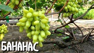 Бананас - гибридная форма с необычным вкусом