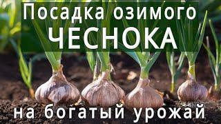 ПОСАДКА ОЗИМОГО ЧЕСНОКА ОСЕНЬЮКАК ПРАВИЛЬНО ПОСАДИТЬ ЧЕСНОК НА БОЛЬШОЙ УРОЖАЙ