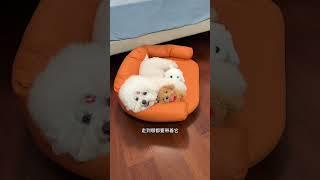 当小狗有了自己的玩具狗，居然不理我啦！也不拆家了，睡觉也要抱着睡#宠物玩具 #狗狗发声玩具 #狗狗玩具 #玩具狗 #萌宠好物
