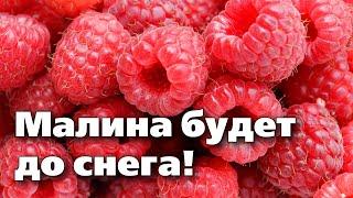 РЕМОНТАНТНАЯ МАЛИНА ГЕРАКЛ. Отличный сорт для обвальных урожаев