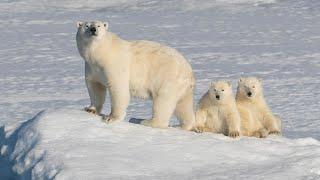 Mother and Cubs encounter (Vertical Format)