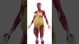 Understanding Subcutaneous Fat: Male vs. Female   #anatomy