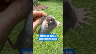 Moles vs. Voles: What’s Wrecking Your Lawn? #shorts