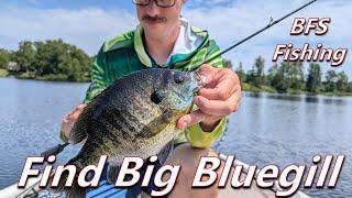 How to Catch Big Bluegill | KastKing Kestrel Elite MFS and Kestrel Rod Review: BFS Fishing