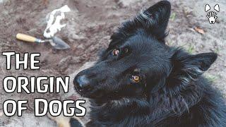 Wolf Ecology, Dog Evolution, and Cats? ft. Sir Charles Darwin | On the Origin of Dogs