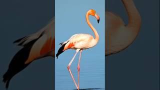 The Secret Behind the Flamingo's Stunning Beauty!  #animals #flamingo #beautifulbirds