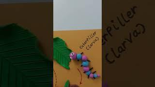 Life cycle of butterfly  || clay modelling #shorts #diy #art #project #science