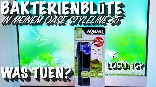 Bakterienblüte in meinem Oase StyleLine 85, kann da der Aquael Uni Filter 500 UV wirklich helfen?