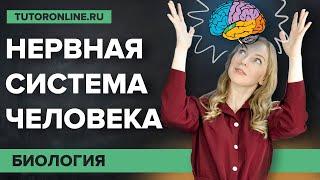 Нервная система: cоматическая и вегетативная | Биология | TutorOnline