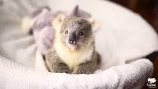 Koala joey plays in baby basket during first ever photoshoot