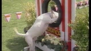 Bullterrier causes chaos at Dog Show.