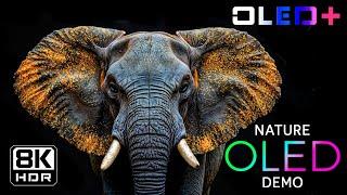 BEST OF OLED – Majestic Natural Harmony in 8K HDR | Dolby Vision™