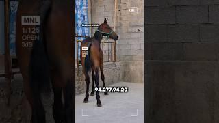 ТОЙ СОТИЛАДИ #ot_narxlari #horse #otbozori