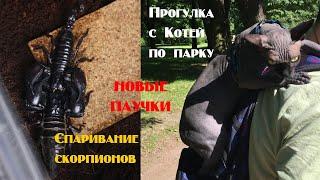 Спаривание скорпионов закончилось дракой! Выгуливаем Котю в парке. Новые паучки