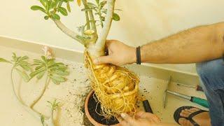 Adenium Masterclass: BIGGER, THICKER & WIDER Caudex INSTANTLY Ft. Roots (Exposed) Tips & Hacks Pt 1