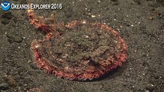 EX1605L1 Dive 19 May 10 2016 Hour 6 Bottom Okeanos Explorer ROV Dive