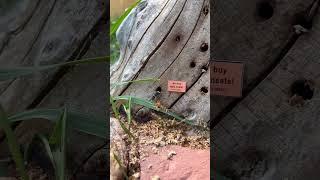 The insects are evolving 🪧 #nature #signs #artandsuch