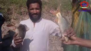 fish hunting by desi mahool tv JHANG BRANCH