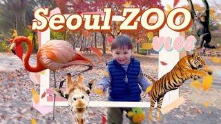 Сеульский зоопарк ВЛОГ мультикультурная семья Осень в Корее Seoul ZOO Vlog Autumn in Seoul