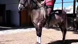 Spanish Horses For Sale