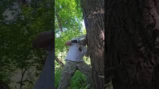 Land clearing out the dead trees. #deadtree #stihl #wood #satisfying #iowa #remove #treeremoval