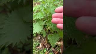 How to pick nettles without getting stung #foraging #wildfoods #ukforaging