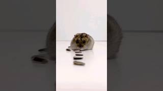 Dwarf hamster vs Syrian hamster  #funnyhamsters #pets