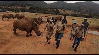 JERUSALEMA DANCE CHALLENGE at Care for Wild Rhino Sanctuary, South Africa