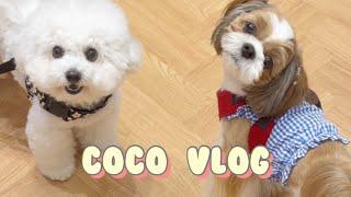 Cute Shih Tzu Dog Coco  | Daily Routine  | Vlog ️ #shorts