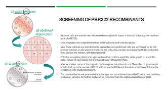 Vector for E.coli(2) | Screening of PBR322| Insertional inactivation of antibiotic resistance|