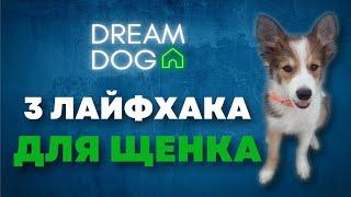 3 лайфхака для щенка  С чего начать дрессировку собаки дома   Как правильно научить и приучить 