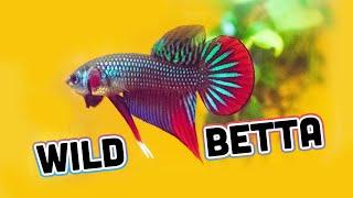 *NEW WILD BETTA* show line Betta Imbellis [Unboxing] from Franks Bettas