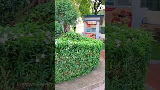 Big Tree Beauty & Garden Vibes  | Creative Gardens & Plants #Gardening #NatureLovers #GardenTour