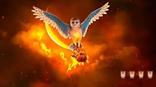 Birds Empire , Best birds animated video #bird #birds #owl #birdempire #animated #animatedvideos