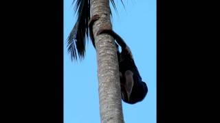 Arrampicata su palma nel giardino delle spezie di Zanzibar