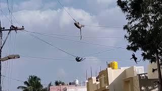 Monkeys on the Hunt #monkey #viralvideo