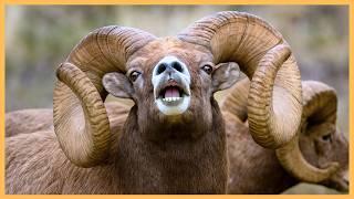 Canadian Wildlife | The Most Beautiful Wilderness on Earth
