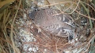 Gola Tagliata/ Amadina Fasciata / Finches