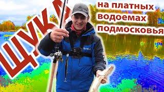 Щука на платных водоемах Подмосковья