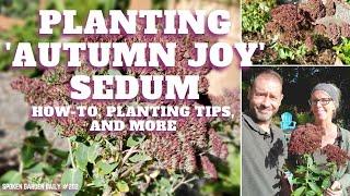  Planting Autumn Joy Sedum - SGD 202 