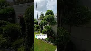 #plants #creative #garden #gardendesign #satisfying #garden 0321.9471523