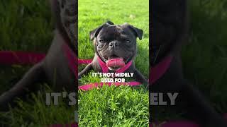3 Fascinating Facts About Dog Tongues You Probably Didn’t Know!  | #DogFacts