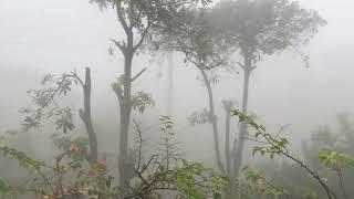 Our rooftop garden in a foggy morning in Lahore, Nov 2017