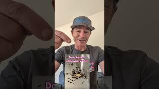 Cockroach Gel Bait Is One Component of Getting Rid Of Cockroaches