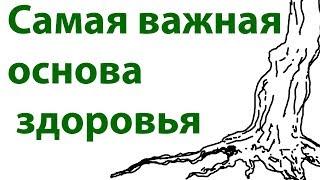 Самая важная основа здоровья. Без этого не будешь здоров никогда