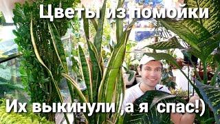 РАСТЕНИЯ ИЗ ПОМОЙКИ) СТЫД И СРАМ ! Спасеныши отблагодарили  ))