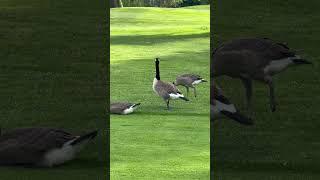 Baby Geese to Adults – See the Change!