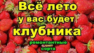 ТОП 5 ремонтантной клубники | Клубника всё лето