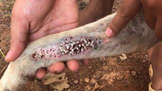 Mangoworm Removal From Dog, Remove Mangoworm On Dog | video mangoworm 2021