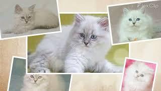 Siberian Kittens for Sale | Discover the Hypoallergenic Beauty of Siberian Cats